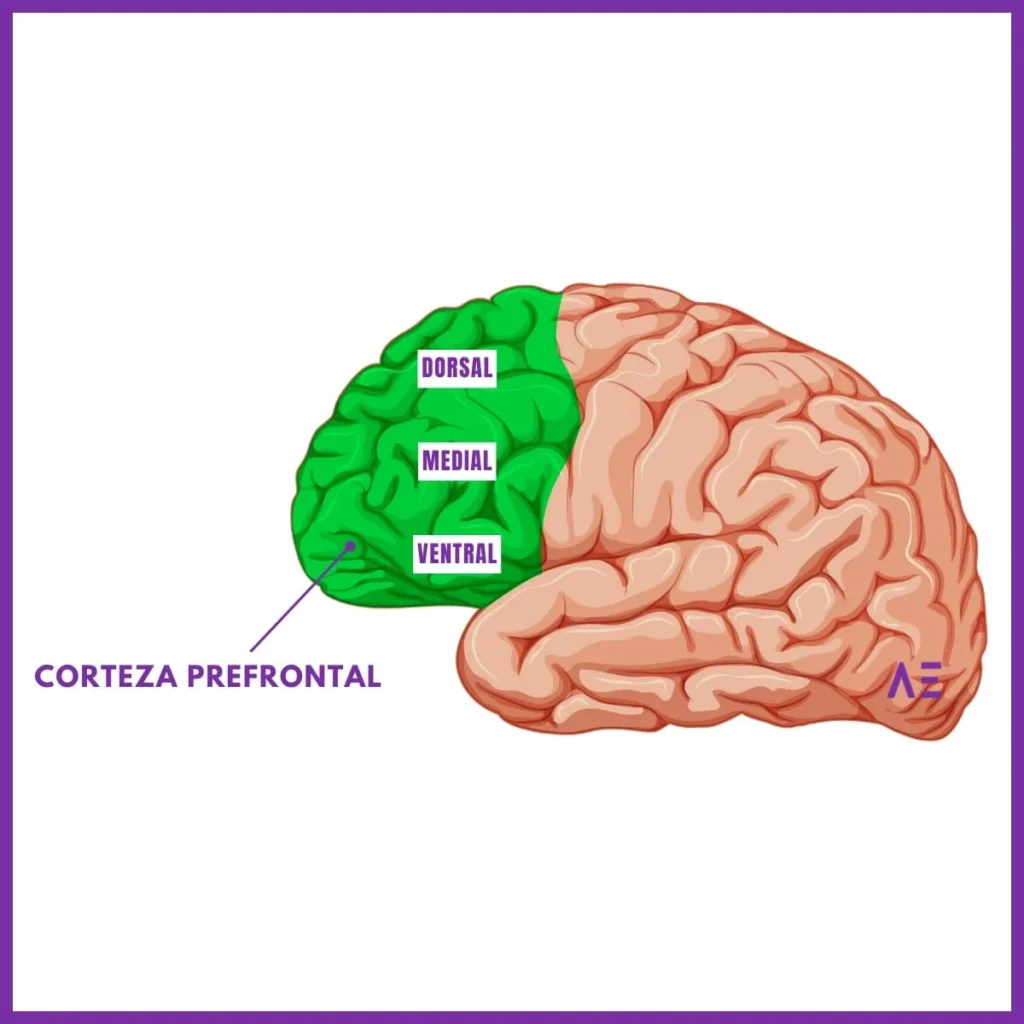 La Corteza Prefrontal: Funciones, Estructura y Consecuencias de Lesiones